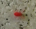 Two-spotted spider mite