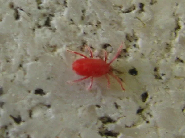 Two-spotted spider mite