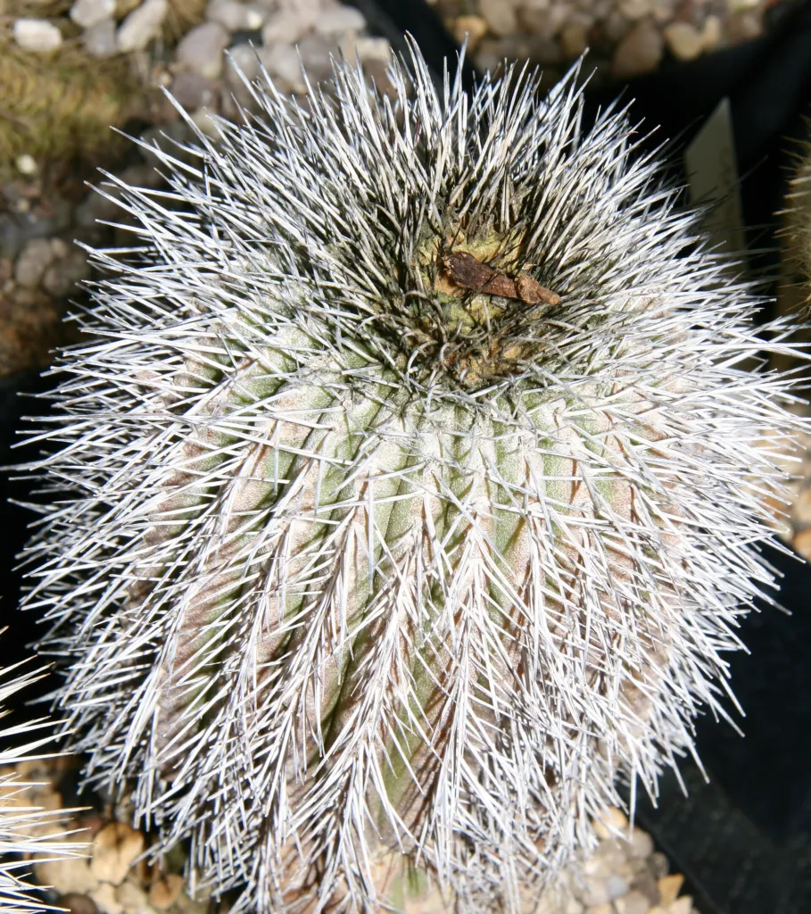 Uebelmannia pectinifera – (Uebelmannia pectinifera) – typisches Erscheinungsbild, Pflanzenfoto