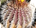 Uebelmannia pectinifera care guide