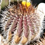 Uebelmannia pectinifera care guide (Uebelmannia pectinifera) – plant photo