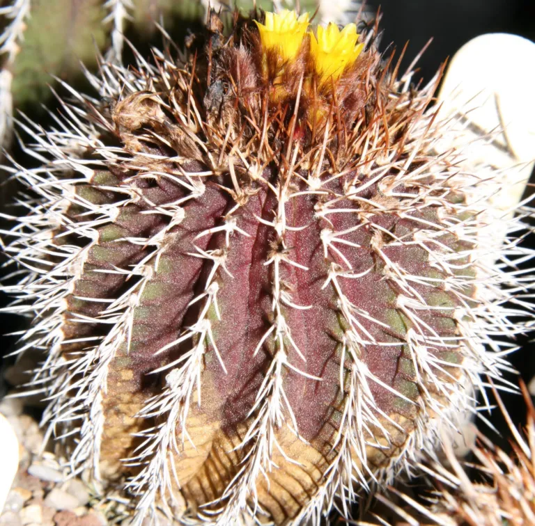 Uebelmannia pectinifera