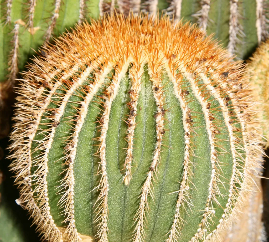Uebelmannia pectinifera – (Uebelmannia pectinifera) – typisches Erscheinungsbild, Pflanzenfoto
