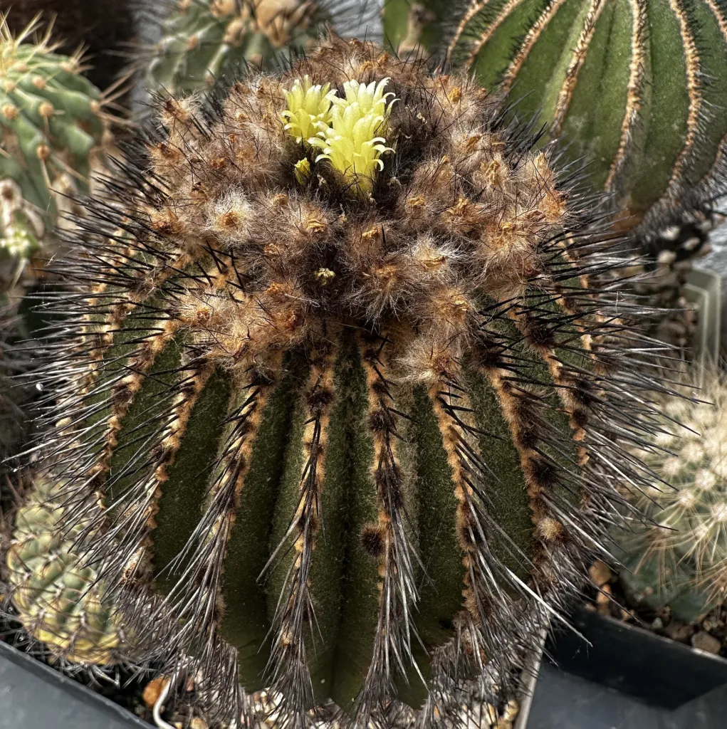Uebelmannia pectinifera – (Uebelmannia pectinifera) – Blüten in Nahaufnahme, Pflanzenfoto