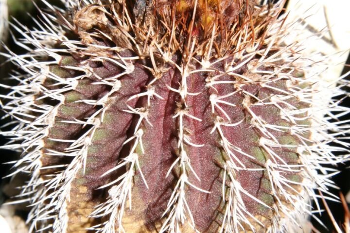 Uebelmannia pectinifera