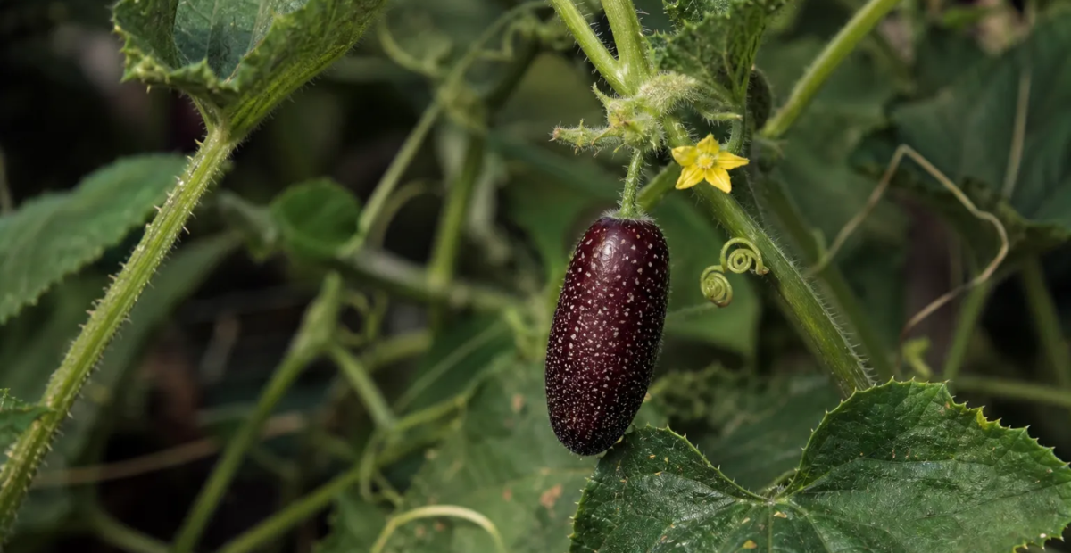 uhorka ježatá (Cucumis anguria) – fotografia rastliny