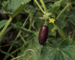 Uhorka ježatá (Cucumis anguria) – pestovanie a starostlivosť