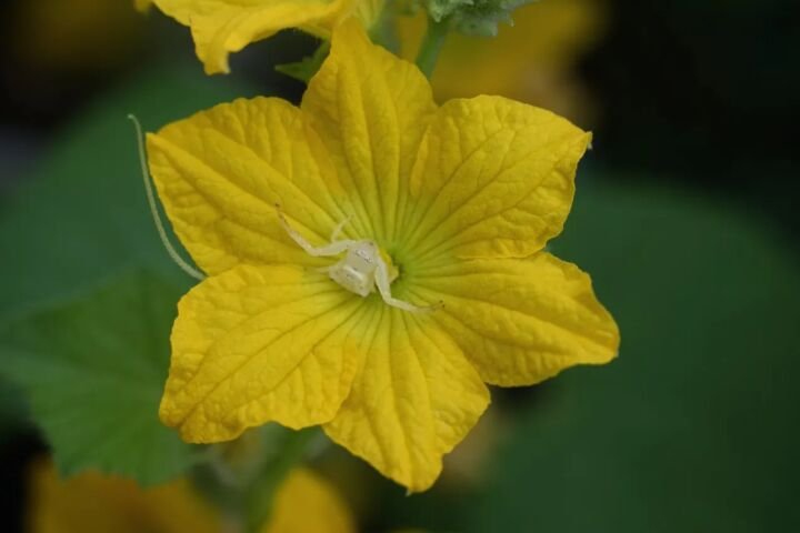 Cucumis melo