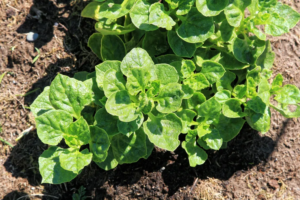 Olluco (Ullucus tuberosus) – im Garten, Pflanzenfoto