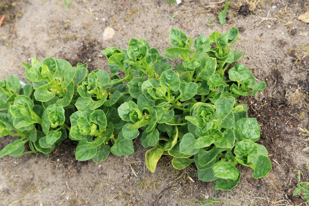 Olluco (Ullucus tuberosus) – im Garten, Pflanzenfoto