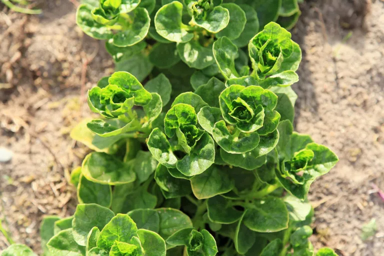 Ullucus (Ullucus tuberosus) – in a garden setting, plant photo