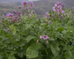 Ullucus (Ullucus tuberosus) care guide