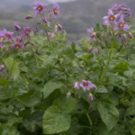 Ullucus (Ullucus tuberosus) – plant photo