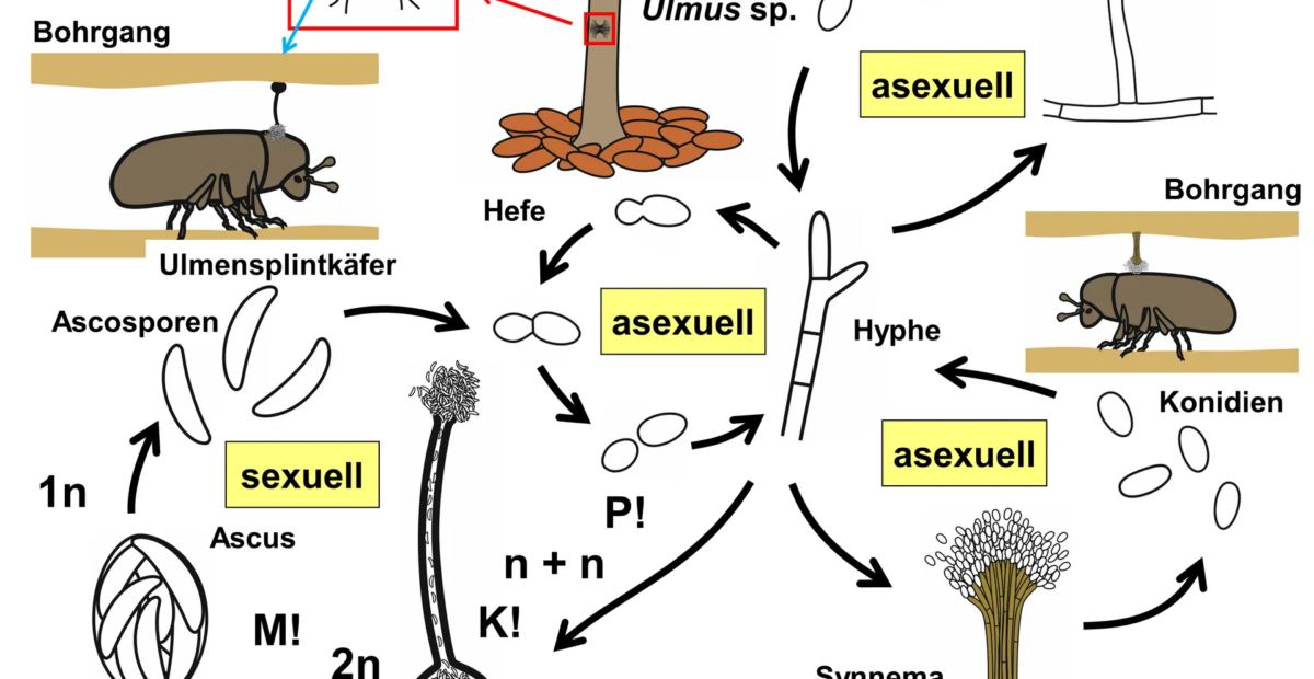 Ulmensterben (Holländische Ulmenkrankheit)