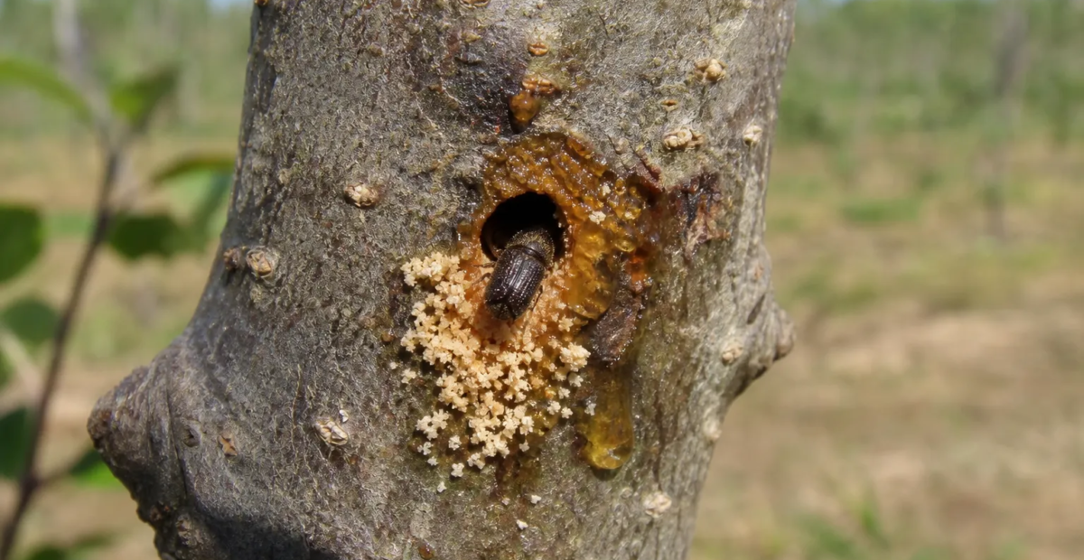 Ungleicher Holzbohrer