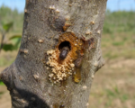 Ungleicher Holzbohrer