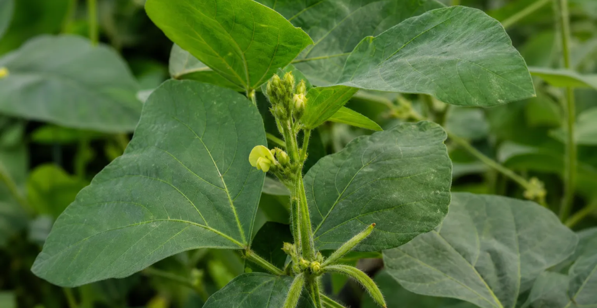 Urdbohne (Vigna mungo) – Pflanzenfoto