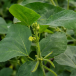 Urdbohne (Vigna mungo) – Pflanzenfoto