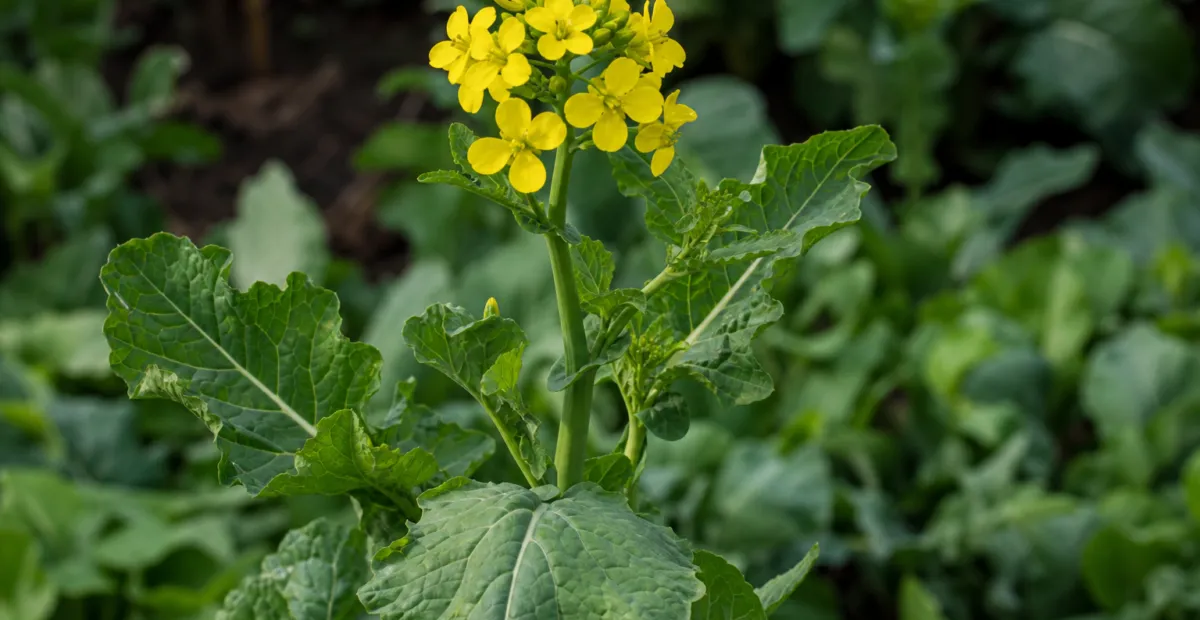 urnip rape (Brassica rapa) – plant photo