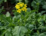 Urnip rape (Brassica rapa) care guide