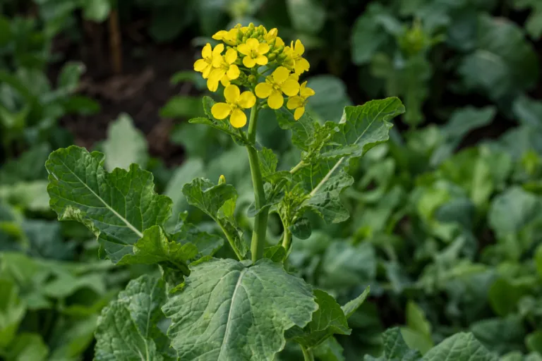 Brassica rapa
