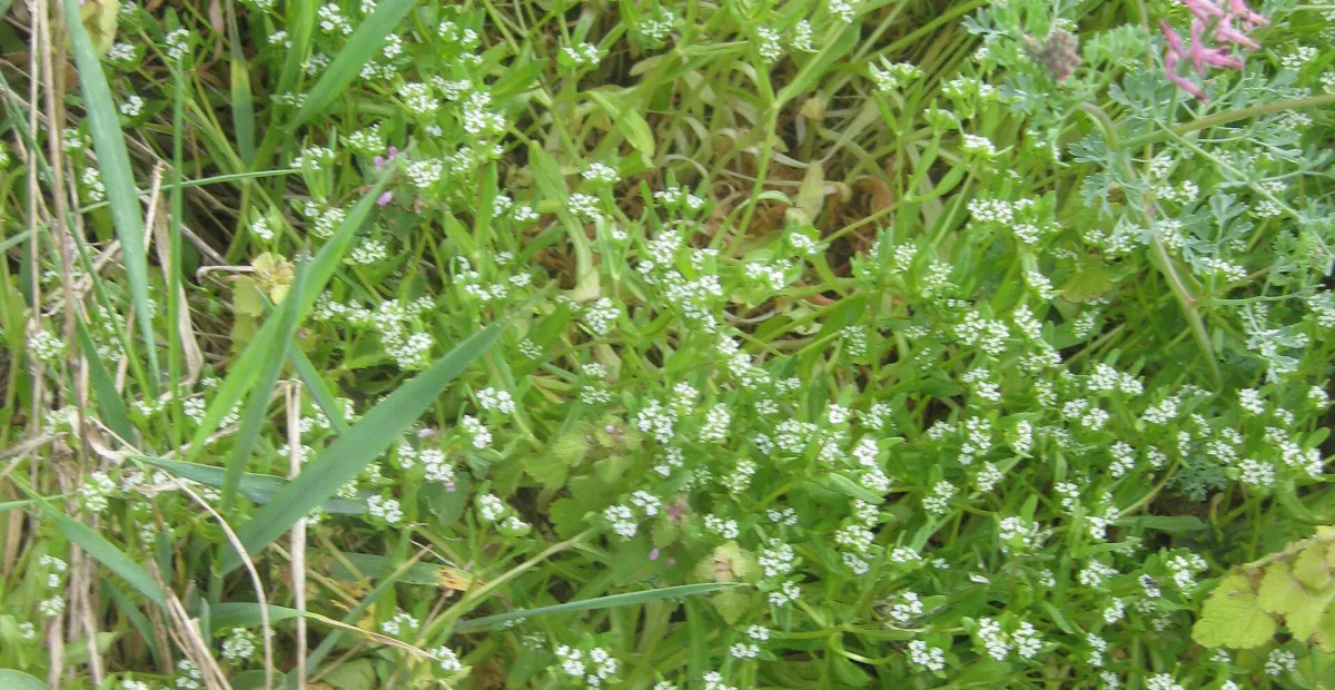 Cornsalad (Valerianella locusta) – plant photo