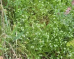 Cornsalad (Valerianella locusta) care guide