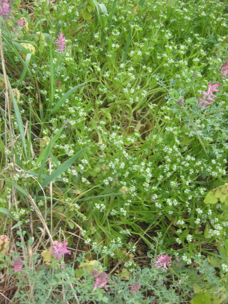 Cornsalad (Valerianella locusta) – plant photo