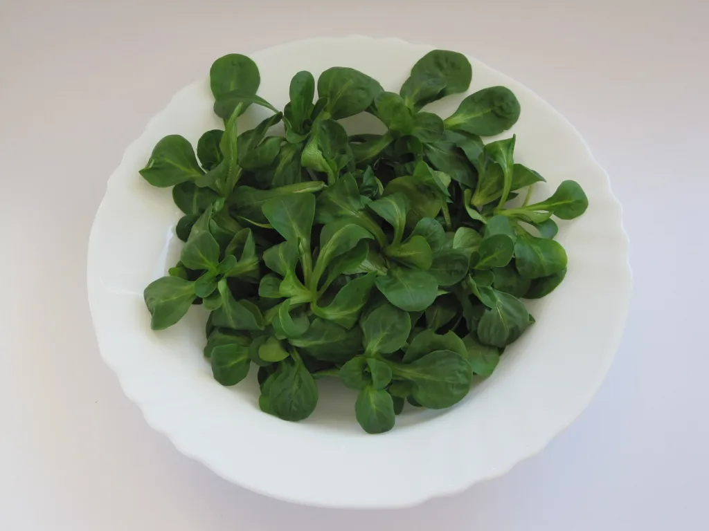 Cornsalad (Valerianella locusta) – characteristic appearance, plant photo