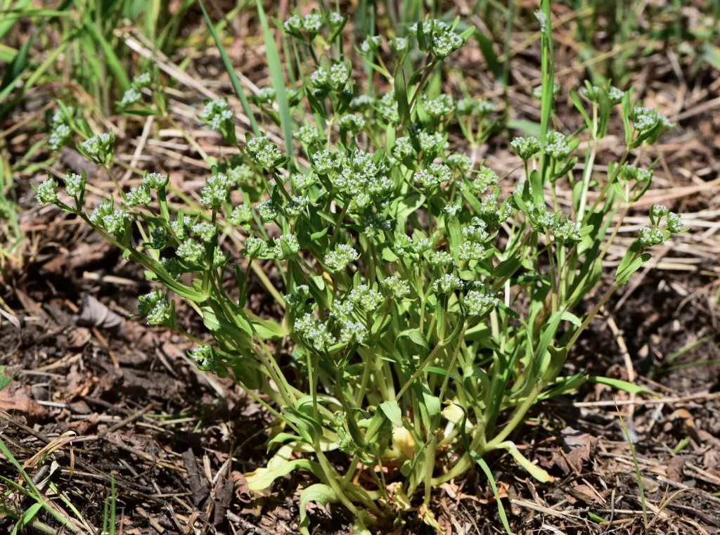Cornsalad (Valerianella locusta) – characteristic appearance, plant photo