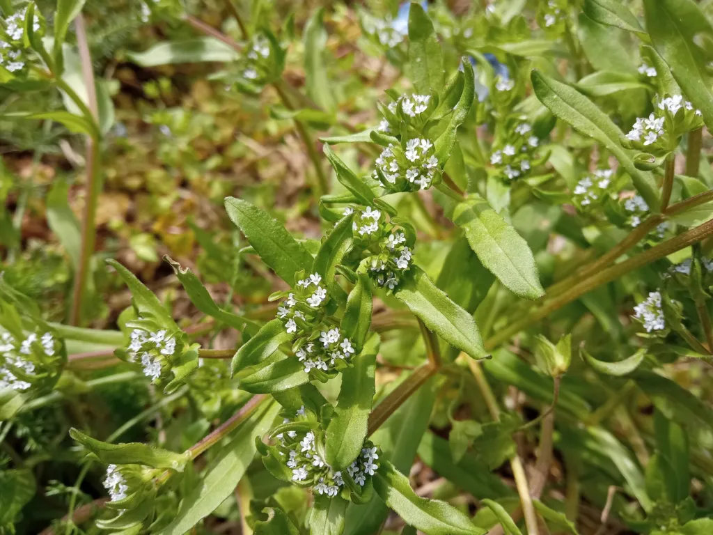 Cornsalad (Valerianella locusta) – characteristic appearance, plant photo