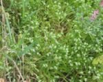 Valeriánka poľná (Valerianella locusta) – pestovanie a starostlivosť