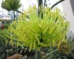 Variegata (Agave desmettiana ‘Variegata’)