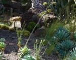 Verschaffeltii (Agave potatorum ‘Verschaffeltii’)