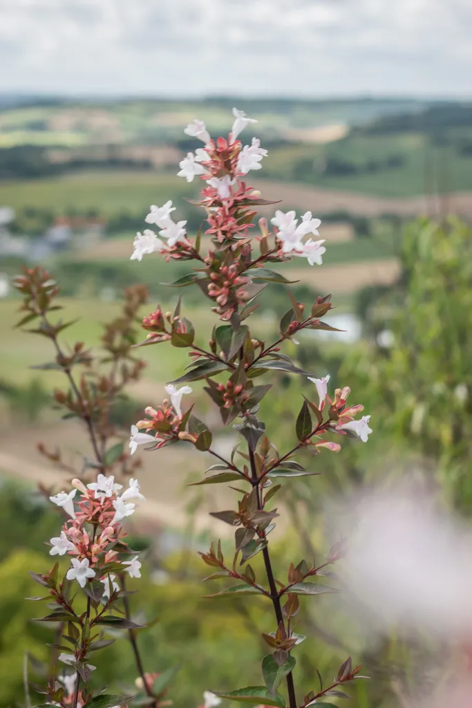 Vesalea floribunda – (Vesalea floribunda) – typisches Erscheinungsbild, Pflanzenfoto