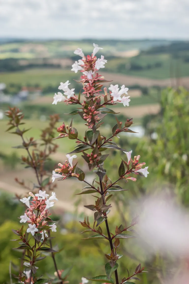 Vesalea floribunda care guide (Vesalea floribunda) – characteristic appearance, plant photo