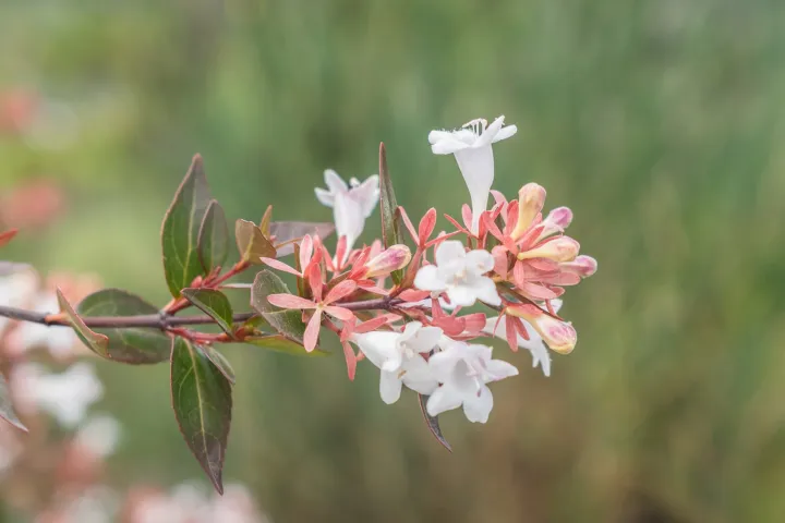 Vesalea floribunda