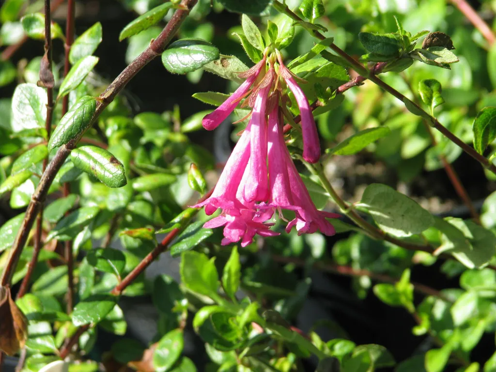 Vesalea floribunda – (Vesalea floribunda) – typisches Erscheinungsbild, Pflanzenfoto