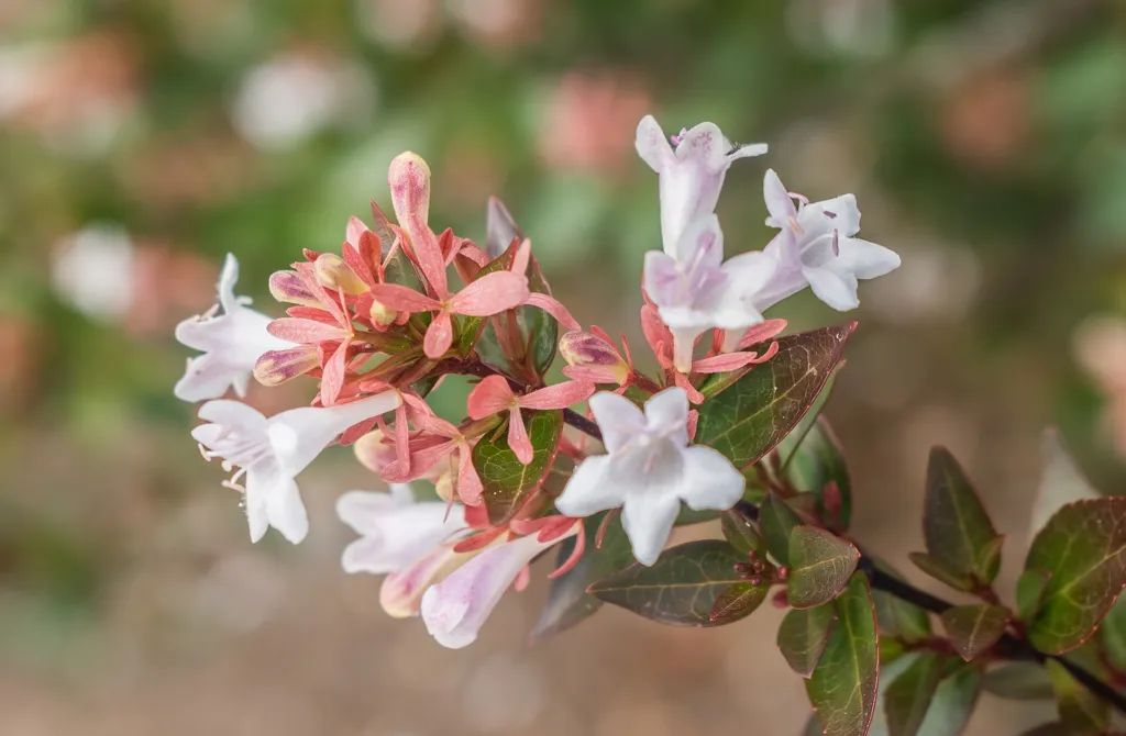 Vesalea floribunda – (Vesalea floribunda) – typisches Erscheinungsbild, Pflanzenfoto