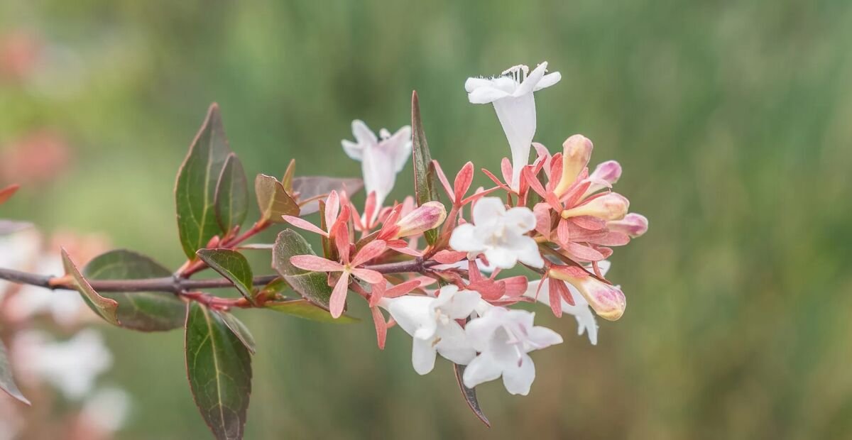 Vesalea floribunda – Pflanzenfoto