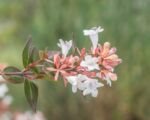 Vesalea floribunda – Pflege