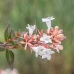 Vesalea floribunda – (Vesalea floribunda) – Pflanzenfoto
