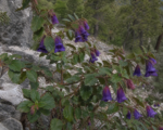 Vesalea mexicana grandifolia – pestovanie a starostlivosť
