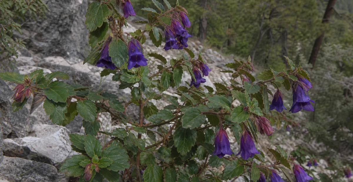 Vesalea mexicana grandifolia – Pflanzenfoto