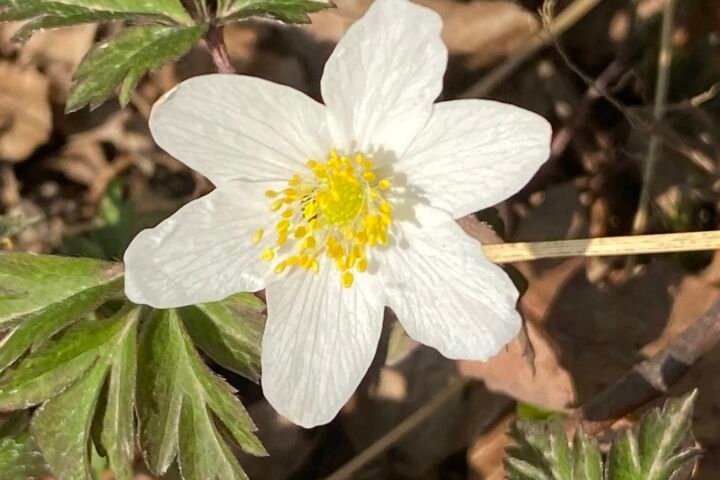 Anemone nemorosa