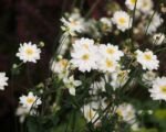 Veternica hybridná ‘Whirlwind’ (Anemone ‘Whirlwind’)