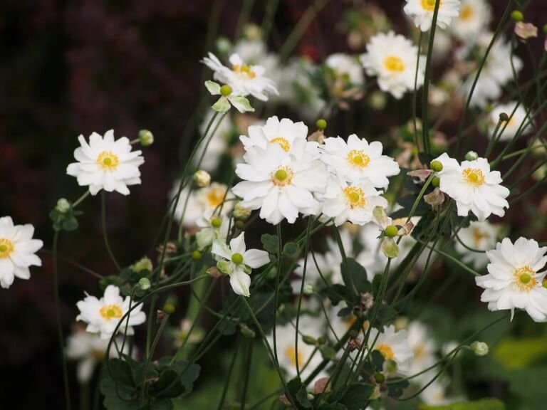 Anemone 'Whirlwind'