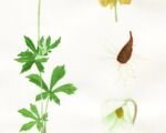 Veternica lesná (Anemone sylvestris) – pestovanie a starostlivosť