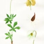 veternica lesná (Anemone sylvestris) – fotografia rastliny