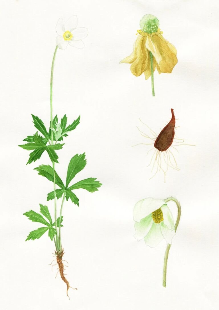 Anemone sylvestris